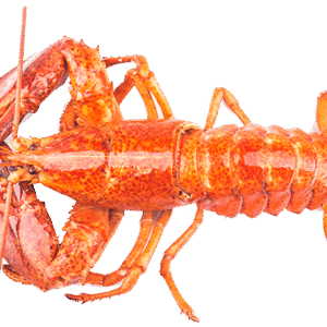 Norwegian Lobster