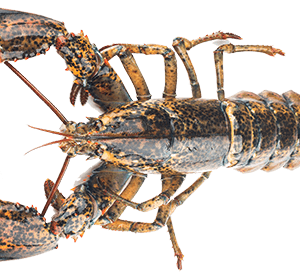 Boston Lobster