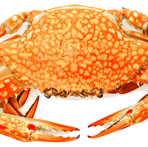 Steamed Crabs